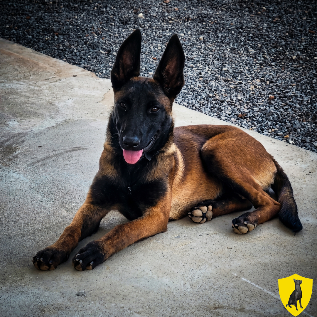 Filhote de Pastor Belga Malinois deitado no concreto